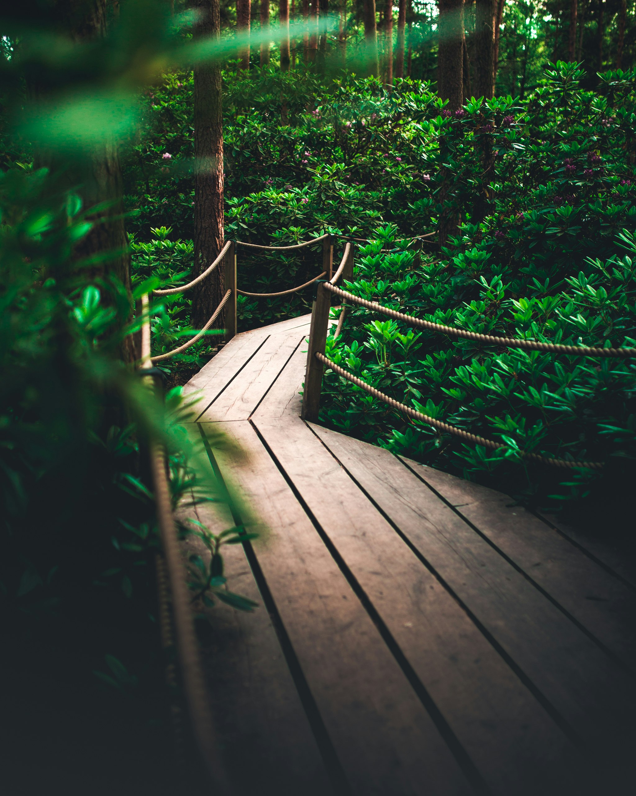 selective focus photo of brown wooden bridge